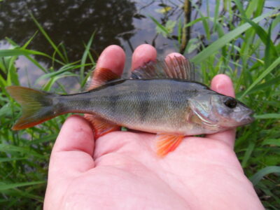 Eurasian perch ×3 — Шешупе