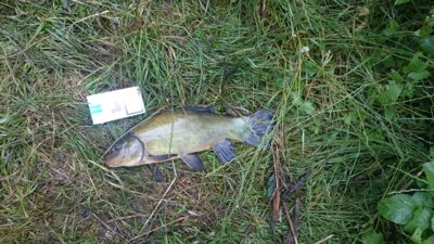 Tench — Buivydiškių