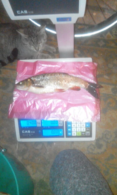 Roach, 0.4 kg — Nevėžis