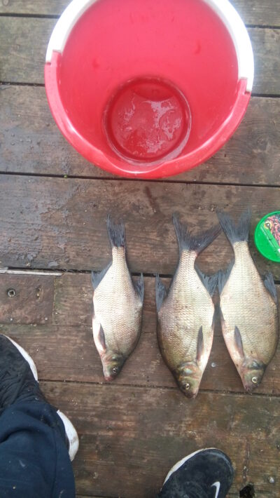 Carp bream ×3 — Angirių
