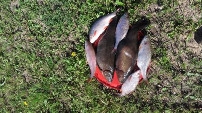 Tench, 1.2 kg — Gudelių