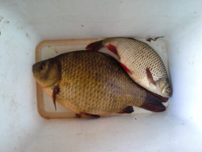 Crucian carp — Apušys