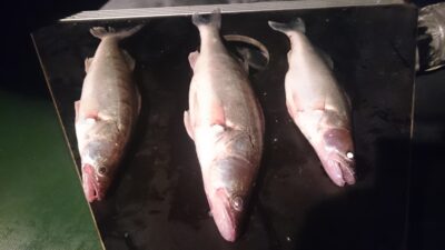 Pike perch ×7