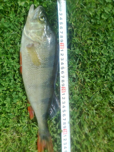 Eurasian perch, 0.5 kg — Šaukėnų I-asis