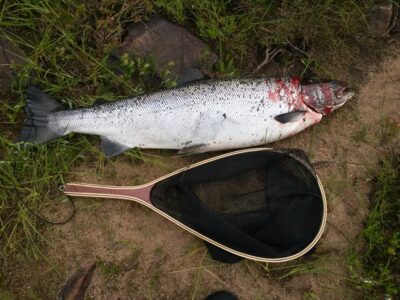 Atlantic salmon, 7.3 kg — Simojoki
