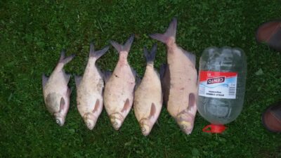 Carp bream ×5 — Neris River