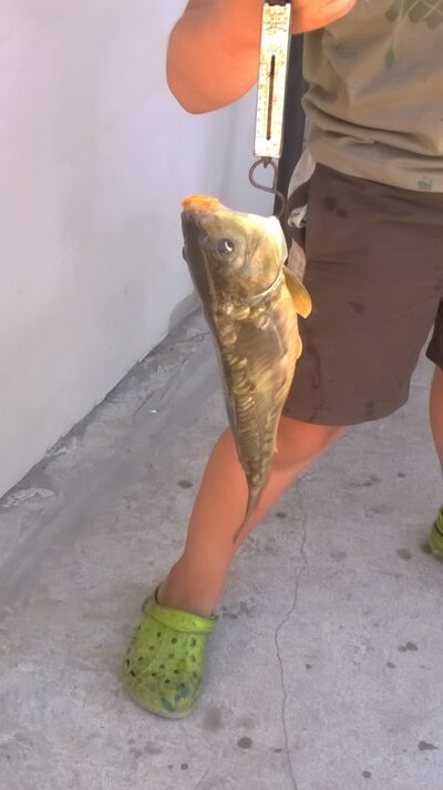 Mirror carp, 1.1 kg — Šukių