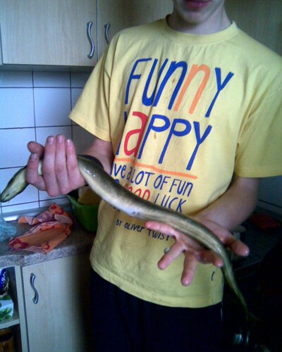 European eel — Gaveikių