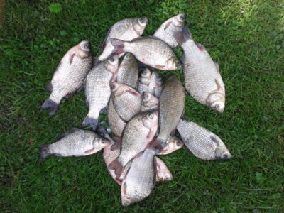 Prussian carp ×20 — Garliavos I-asis