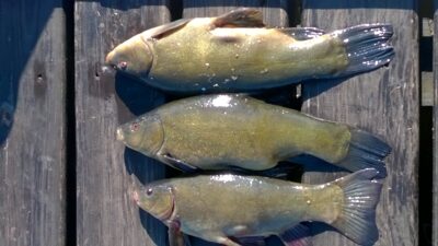 Tench, 1.1 kg — Beržinis