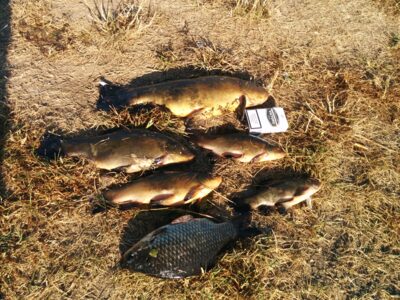 Tench