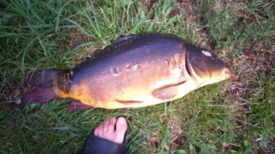 Mirror carp, 5.3 kg