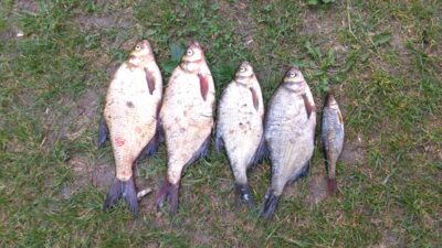 Carp bream ×3 — Galvė
