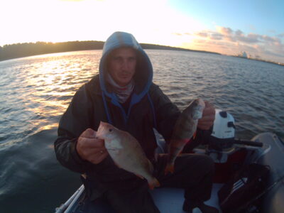 Eurasian perch, 0.5 kg — Kuršių