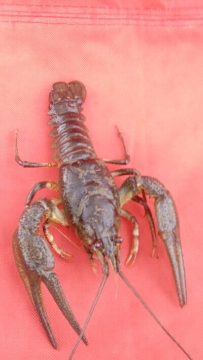 Broad-fingered crayfish — Šalčininkų II-asis