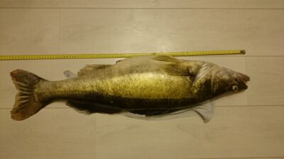Pike perch, 7.4 kg