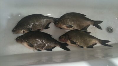 Carp bream ×4 — Drūkšiai