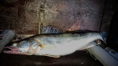 Pike perch, 1.4 kg — Kuršių