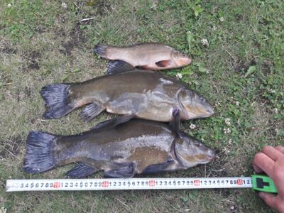Tench, 1.5 kg — Šaukėnų I-asis