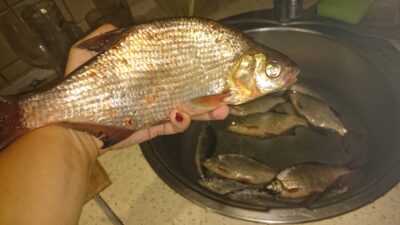 Carp bream ×12 — Minija