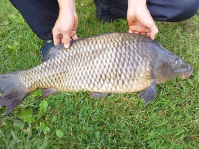 Carp, 6.4 kg — Apušys