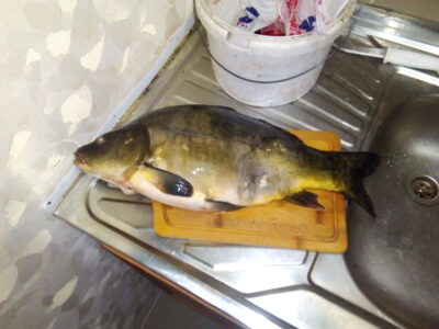 Mirror carp, 2.6 kg — Rūdaičių