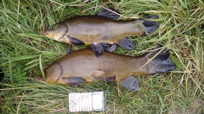 Tench, 1.3 kg — Šalčininkų II-asis
