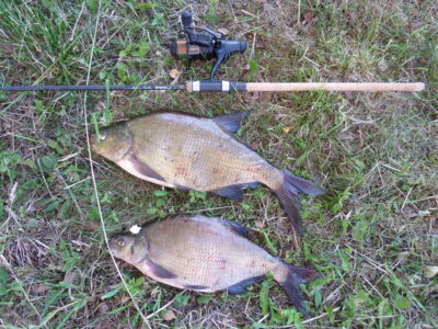 Carp bream, 2.2 kg