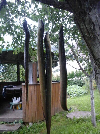 European eel ×4 — Lamėstas