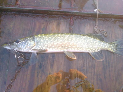 Northern Pike, 1.1 kg — Kretuonas