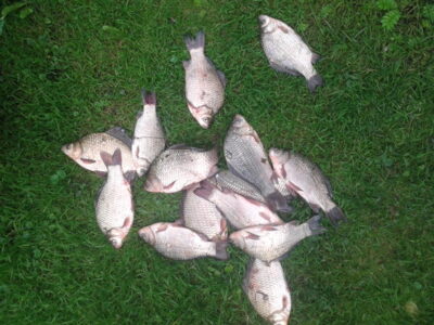 Prussian carp ×15 — Garliavos I-asis