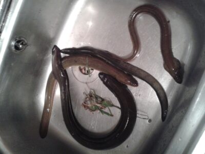 European eel ×4