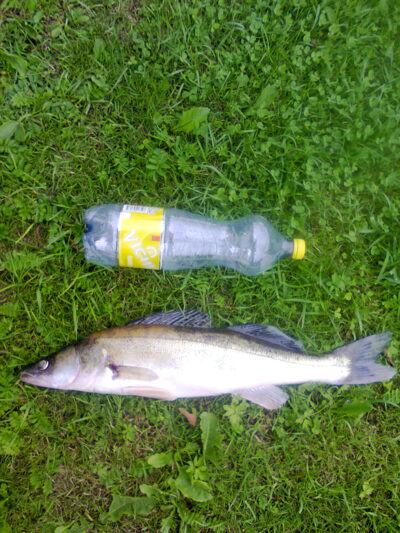Pike perch, 1.4 kg — Sartai