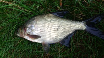 Carp bream, 1.7 kg — Drūkšiai