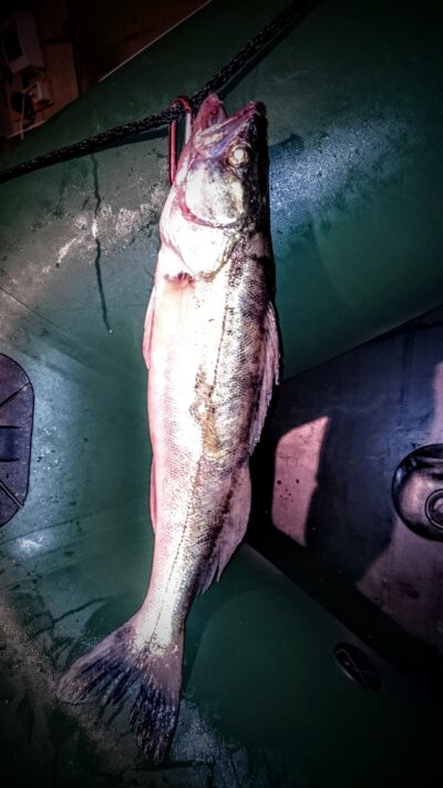 Pike perch, 2.0 kg — Kuršių