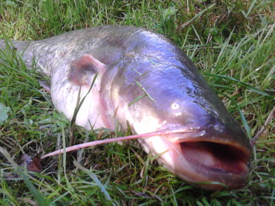 Wels catfish, 3.6 kg — Neman River