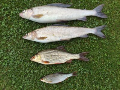 Grayling