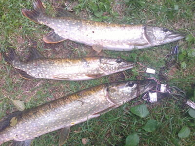 Northern Pike ×3 — Kūna