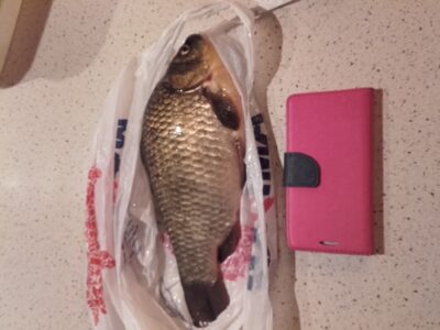 Prussian carp, 0.8 kg — Dvariukų