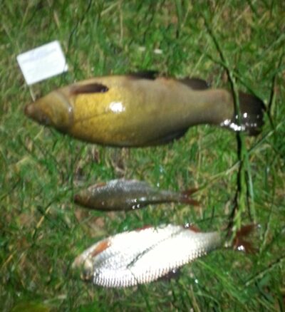 Tench, 0.4 kg — Glūkas