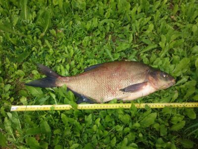 Carp bream, 2.0 kg — Sartai