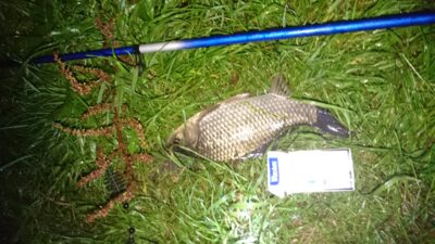 Prussian carp, 0.5 kg — Buivydiškių
