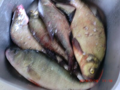 Carp bream ×5 — Karvys