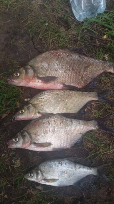 Carp bream ×4 — Krokialaukio