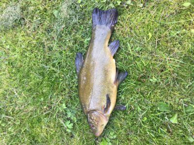 Tench, 1.3 kg