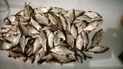 Carp bream ×50 — Žemaikiemio