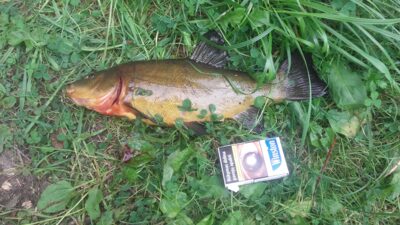 Tench — Elektrėnai reservoir