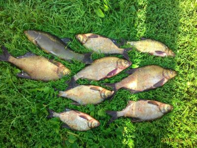Carp bream ×8 — Raudeniškių