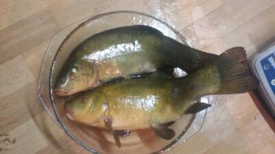 Tench, 1.1 kg — Oželių