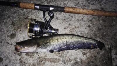 Wels catfish — Neman River